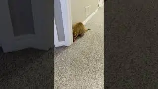 Cat Ball Toy Set Fun Tracker