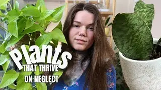 Hardy Unkillable Indoor Plants For Any Houseplant Collection