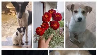 Aj milayenge apko mehman se or mrra best friend😅or dog ki saitani#vlog##video#dailyvlog