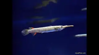 Полурыл (дермогенис) Серебряный  Dermogenys pusilla 
