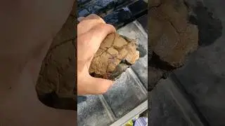 Cutting open a Septarian Nodule!! What's inside this Concretion?? #rockhounding #gemstones