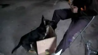 Ringo_1-Box