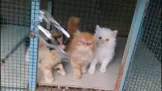 Punch face male and female kitten for sale in Kerala|#shorts #cats #kitten #persian #dogshortfeed  