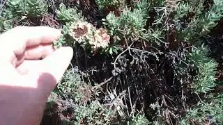 Spotlight on Shrubs: Mojave Buckwheat (Eriogonum fasciculatum var. polifolium)- 10/11/22- Cuyamaca