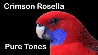 Crimson Rosella Call - Pure Tones