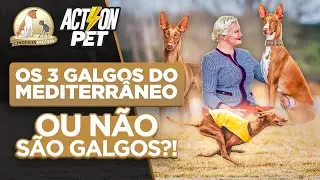 Podengo Ibicenco | Ibizian Hound | Pharaoh Hound | Cinerco Dell&rsquo;Etna | Digital Dog Breeding