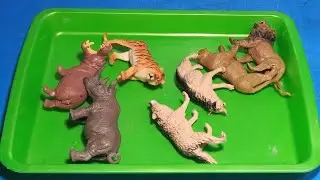 Wild Jungle Show! Mini Animal World on My Table 🦁🐯🦏 