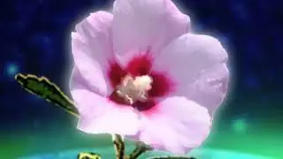 [Korean Culture 100] 86 무궁화편, Korea&rsquo;s National Flower, Rose of Sharon