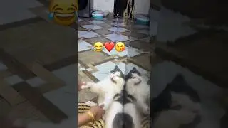 ❤️😂🥱#catmoves
