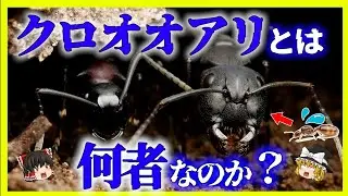 【ゆっくり解説】あのヒアリも恐れている？身近にいる「 クロオオアリ 」とは何者なのか！？その真実と生態について。