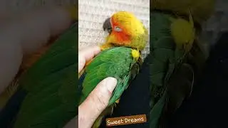 #Cookies #sunconure #sweet #sleep #sleepmusic #pets #pet #birds #animals #นกแก้ว #ซันคอนัวร์