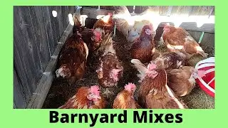 Cinnamon Queen Chickens