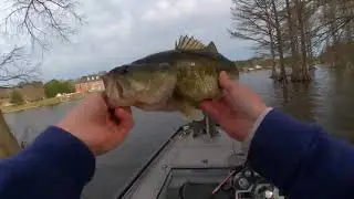 Some Spring Bass #fishing #bassfishing #basslures @rangerboatsTV @LewsFishing @UglyStikTV
