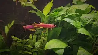 Killifish - Aphyosemion ottogartneri 