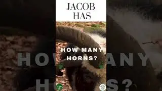 How Many Horns are on this Jacob Breed of Sheep #amazing #sheep #fleece
