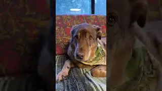 Невиновен или виновен?