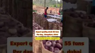 A1 Quality Beetroot || Export Stock ⚡Available Daily in Dubai || 55 Tons!From Bangalore