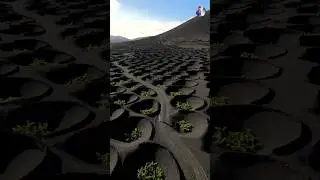 🌋 Grapes Grown on Volcano Ash? | Canary Islands&rsquo; Secret Wine Farming 🍇🔥 #shorts