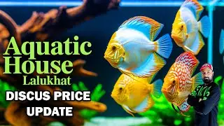 Exotic Discus Fish Sale Lalukhet 🔥 | Best Prices at Aquatic House 🐟