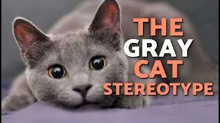 Какие они, СЕРЫЕ КОШКИ? 😽🩶 Это их ЛИЧНОСТЬ?