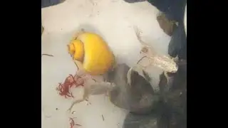Две крошечные лягушки кушают червей.Two tiny frogs eating bloodworms #frog #лягушка