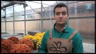 El jardín en tus manos - Crisantemos