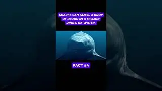 7 Amazing Shark Facts You Need to Know - Part #2 #shorts