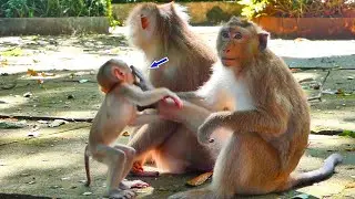 My God ! Adult monkey JENNIE k.i.c.k Baby MELINO on one foot -when he want to plays with her p!tiful