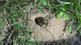 Sandbiene (Adrena flavipes) - Sand Bee - Ein Video von KLAUS TAUX