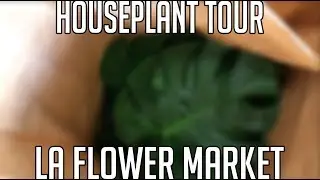 Houseplant Shop Tour at the LA Flower Market | Tips Before You Go