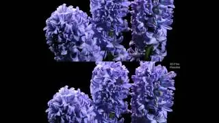Peschke Macroshow 1080p
