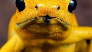 Most poisonous animal on Earth (with a backbone)