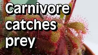 Timelapses of sundew 'Drosera chimaera' catching flies