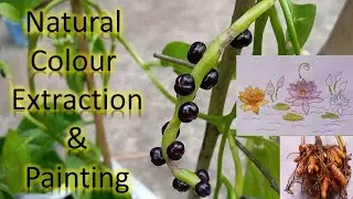 Natural dye extraction / Painting with natural colours