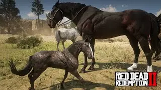 CRIAÇÃO DE PURO-SANGUE-INGLÊS - NASCEU UM POTRINHO - A Fazenda de John Marston - Red Dead 2