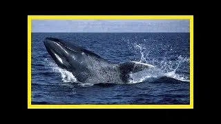 When whales disappear, so does their ecosystem-sustaining poop