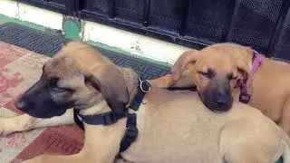 Pet Friends   Over the Years