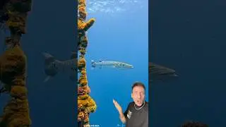 Барракуда &mdash; это УЖАС
