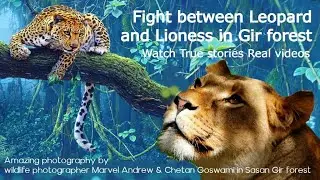 Fight between Leopard and Lioness in Gir forest | Watch True stories with Real videos from Sasan gir