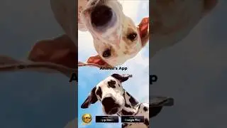 Don't waste time looking around. Download Animal's App Now #pets #dog #cats #Animalsapp