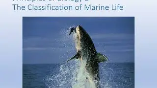 Lecture 4 Principles of Bio. Part 2