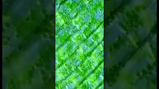 Невероятное движение цитоплазмы под микроскопом