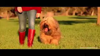 El Fot&oacute;grafo de Perros | Emilio Cuenca