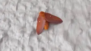Pink-Striped Oakworm Moth is Gorgeous at Treetops! Hilton Head Island, SC