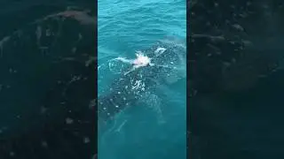 The most beautiful feeling in the world, sea life, whale shark. #yachtieworld