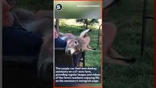 Man Sings Song to His Donkey