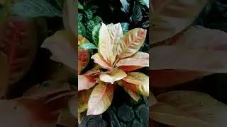 #aglonema #flowers #bollywood #ulatbayan