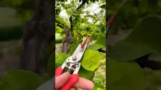 Best Pruning Shears for Fruit Trees | Double Blade Garden Scissors#GardenTools  #DoubleBladeScissors