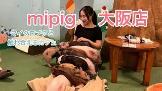 【大阪観光】mipig大阪店でマイクロブタと触れ合う旅