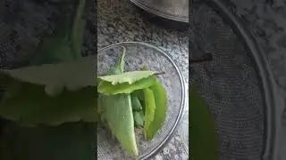 SUN TEA SIEMPRE VIDA DAY 2 PT 3: CLEANING LEAVES